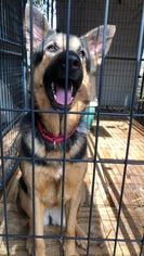 German Shepherd Dog Dogs for adoption in Huger, SC, USA