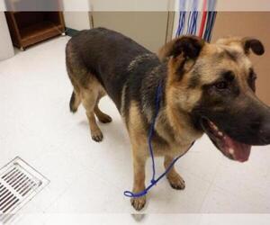 German Shepherd Dog Dogs for adoption in Oroville, CA, USA
