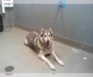 Alaskan Malamute-Unknown Mix Dogs for adoption in Las Vegas, NV, USA