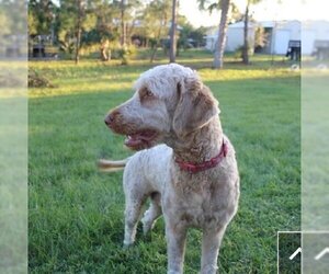 Goldendoodle Dogs for adoption in Bonita Springs, FL, USA