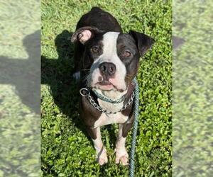 American Staffordshire Terrier Dogs for adoption in Fort Lauderdale, FL, USA