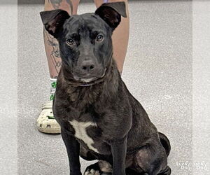 Labrador Retriever-Retriever  Mix Dogs for adoption in Washington, DC, USA