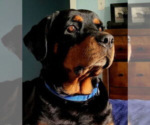 Rottweiler Dogs for adoption in Hillsboro, NH, USA