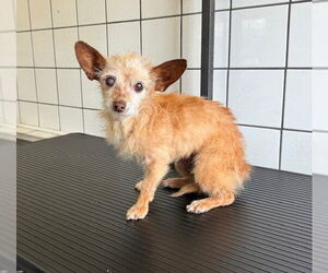 Chihuahua-Unknown Mix Dogs for adoption in Downey, CA, USA