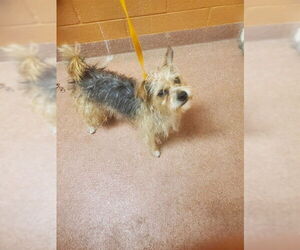 Mutt Dogs for adoption in Ogden, UT, USA