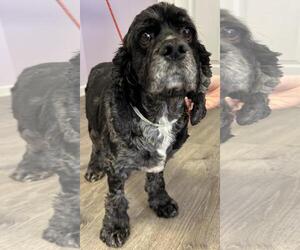 Cocker Spaniel Dogs for adoption in Westminster, MD, USA