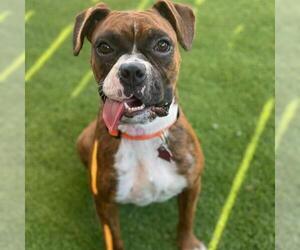 Boxer Dogs for adoption in San Diego, CA, USA