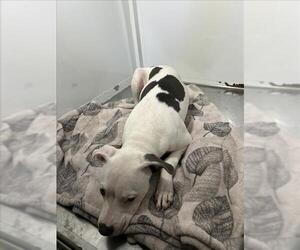 American Pit Bull Terrier Dogs for adoption in Martinez, CA, USA