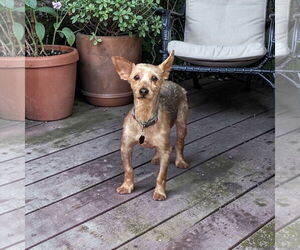 Silky Terrier Dogs for adoption in Menifee, CA, USA