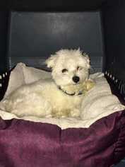 Maltese Dogs for adoption in Durham, NC, USA