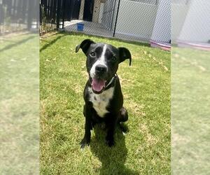 Mutt Dogs for adoption in Temple, TX, USA