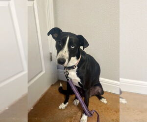 Border Collie-Unknown Mix Dogs for adoption in Bolivar, MO, USA