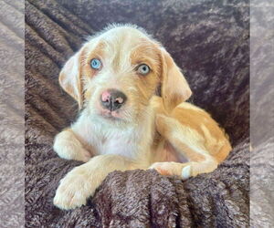 Mutt Dogs for adoption in New London, WI, USA