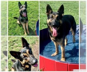 German Shepherd Dog Dogs for adoption in Westminster, MD, USA