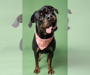 Rottweiler Dogs for adoption in Hillsboro, NH, USA