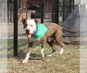 American Staffordshire Terrier-Unknown Mix Dogs for adoption in San Antonio, TX, USA