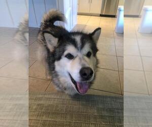 Alaskan Malamute Dogs for adoption in phoenix, AZ, USA