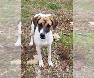 Mutt Dogs for adoption in Rutledge, TN, USA
