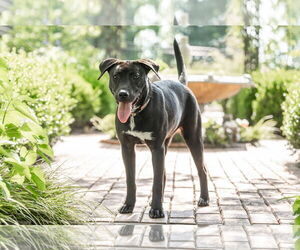 Labrador Retriever-Unknown Mix Dogs for adoption in Holly Springs, NC, USA