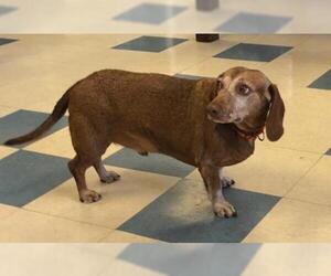 Dachshund Dogs for adoption in Las Vegas, NV, USA