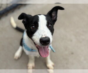 American Pit Bull Terrier-Unknown Mix Dogs for adoption in Tulsa, OK, USA