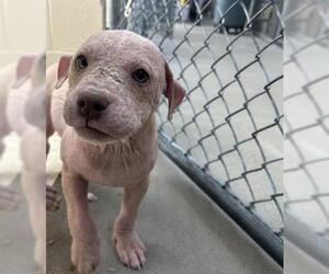 American Staffordshire Terrier-Unknown Mix Dogs for adoption in Raleigh, NC, USA