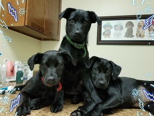 Labrador Retriever Dogs for adoption in Pipe Creek, TX, USA