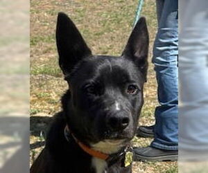 Mutt Dogs for adoption in Canton, CT, USA