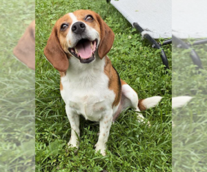 Beagle Dogs for adoption in Cuba, NY, USA