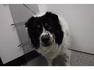 Border-Aussie Dogs for adoption in Henderson, NV, USA