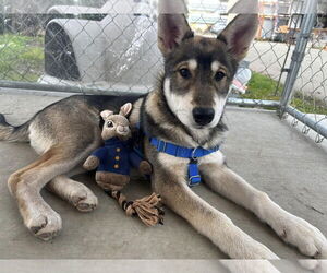 - Mix Dogs for adoption in Sequim, WA, USA
