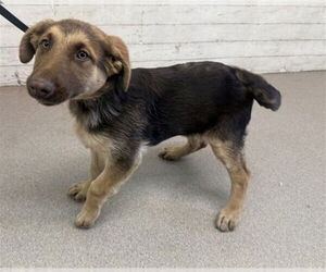 German Shepherd Dog-Unknown Mix Dogs for adoption in San Bernardino, CA, USA