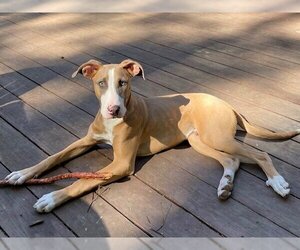 Doberman Pinscher-Unknown Mix Dogs for adoption in Santa Cruz, CA, USA
