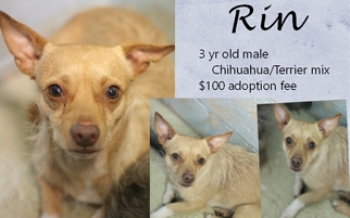 Chihuahua Dogs for adoption in Jefferson City, TN, USA
