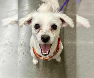 Cotonese Dogs for adoption in Lee's Summit, MO, USA