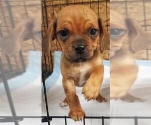 Daug Dogs for adoption in Olalla, WA, USA