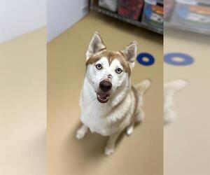 Siberian Husky Dogs for adoption in Chula Vista, CA, USA