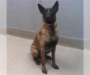 Mutt Dogs for adoption in Las Vegas, NV, USA