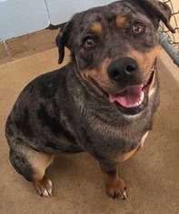 Catahoula Leopard Dog-Unknown Mix Dogs for adoption in Canon City, CO, USA