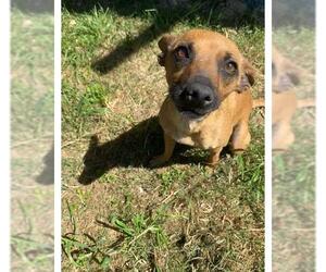 Labrador Retriever Dogs for adoption in San Antonio, TX, USA