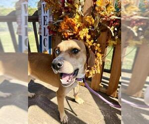 Beagle-Unknown Mix Dogs for adoption in Louisville, KY, USA