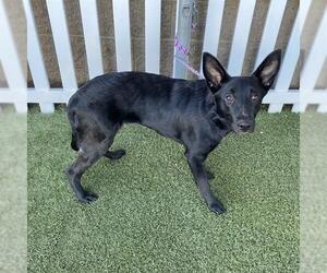 German Shepherd Dog Dogs for adoption in Modesto, CA, USA