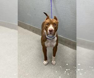 American Pit Bull Terrier-Unknown Mix Dogs for adoption in Las Vegas, NV, USA