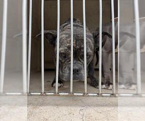 Bulldog-Unknown Mix Dogs for adoption in Oklahoma City, OK, USA