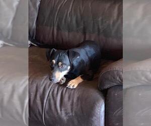Miniature Pinscher Dogs for adoption in Lake Forest, CA, USA