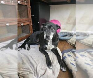 American Pit Bull Terrier-Unknown Mix Dogs for adoption in Camarillo, CA, USA