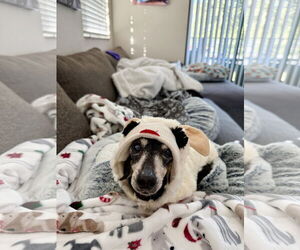 Dachshund Dogs for adoption in Fruitland, SC, USA