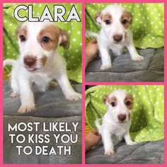 Rat Terrier Dogs for adoption in Sylmar, CA, USA