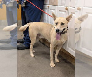 German Shepherd Dog-Unknown Mix Dogs for adoption in Forestville, MD, USA