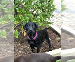 Labrador Retriever Dogs for adoption in Fort Worth, TX, USA